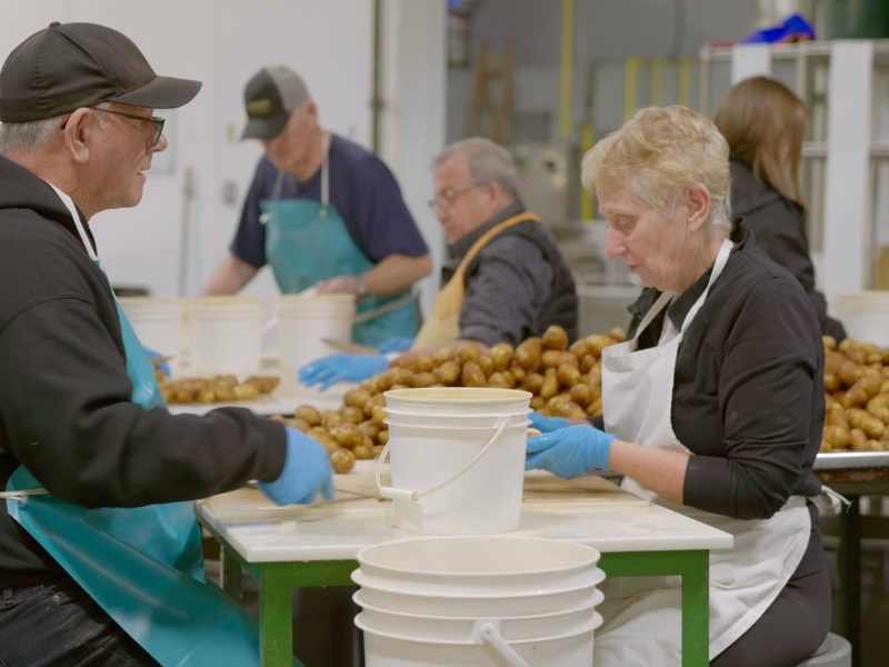 Two people sorting and cutting potatoes.