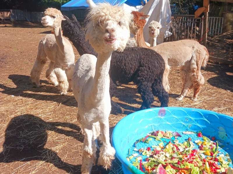 Llamas enjoying donated food from its local grocery store.