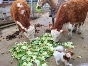 Cows eating rescued lettuce.