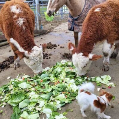 Cows eating rescued lettuce.