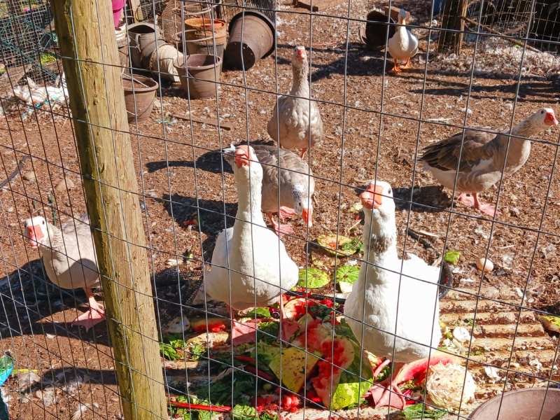 Turkeys eating donated vegetables.