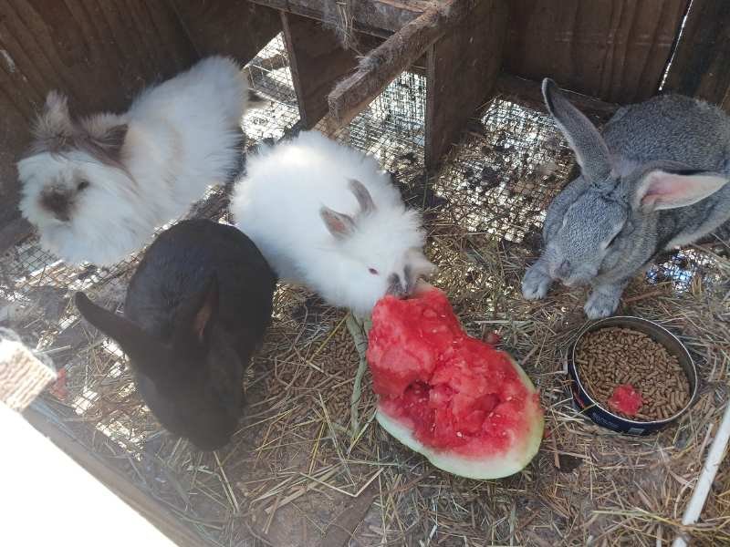 Rabbits eating donated watermelon.