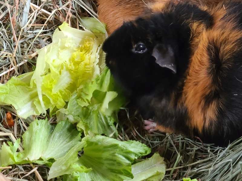 Guinea pig eating donated lettuce leaves.