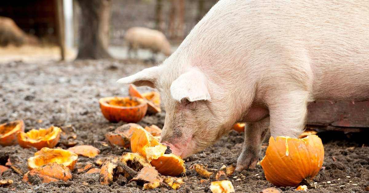 Pig eating donated pumpkins from its local store.