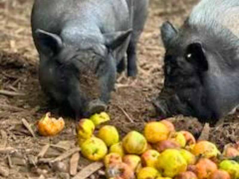 Pigs eating donated apples.