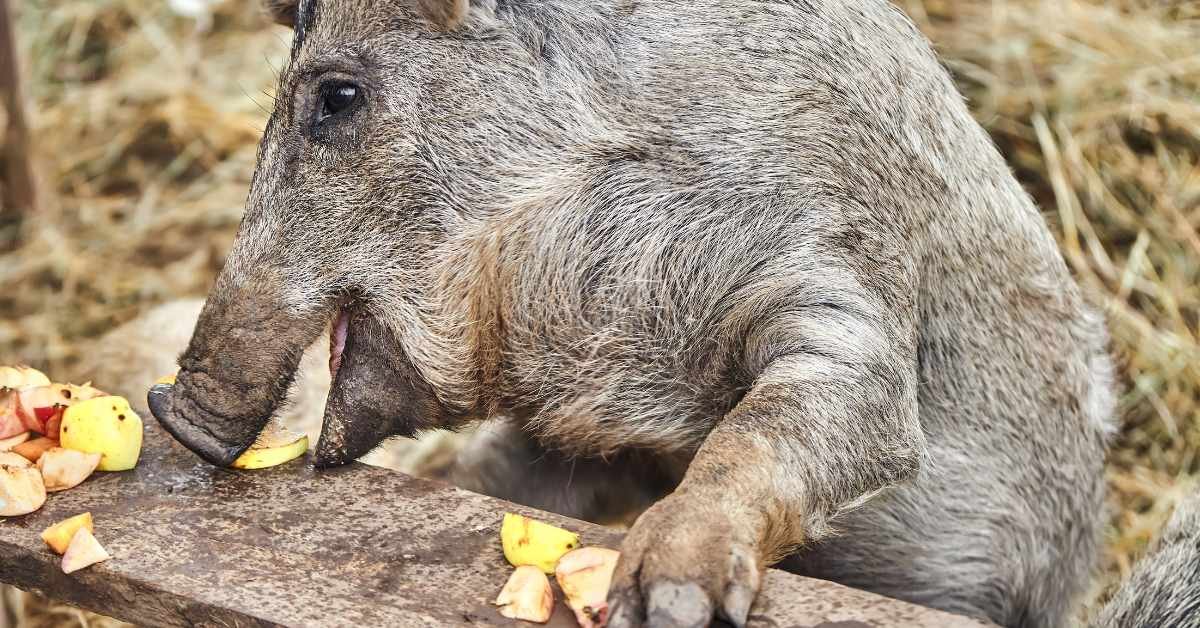 Pig nibbling on donated apples.