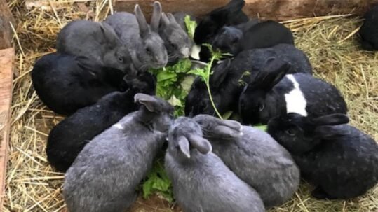 Rabbits eating fresh produce.