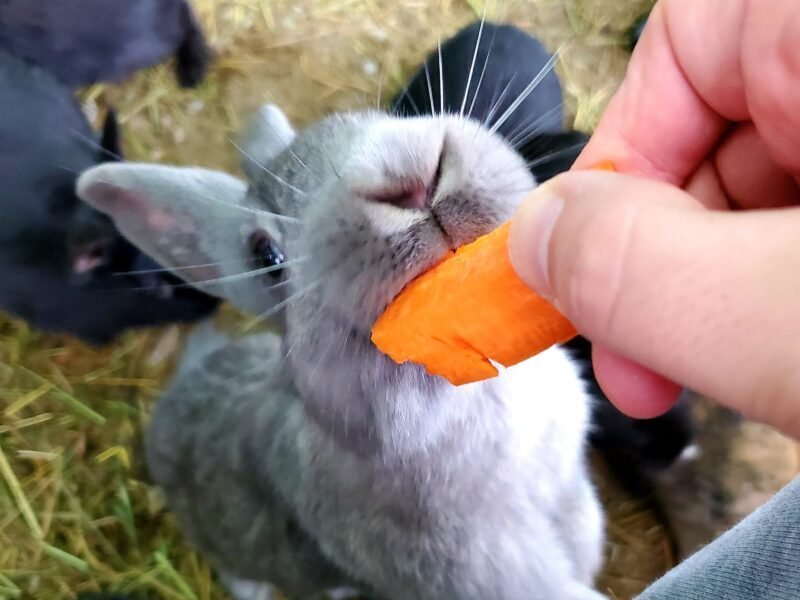 Rabbitat